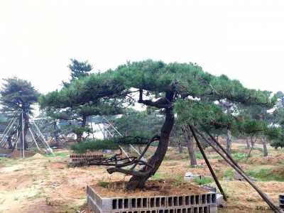 造型黑松春天种植的方法