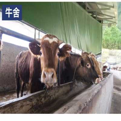 浙江湖州猪场卷帘帆布 绍兴养羊场卷帘篷布 丽水养殖牛场卷帘布 猪场卷帘布