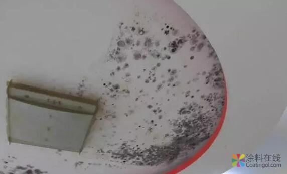 g4.jpg 建筑涂料生的“病” 内墙外墙涂料都会有 中国涂料在线,coatingol.com