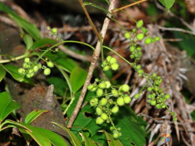 农村这种树长“剧毒”，见到都要避开，如今是难得的高级化工原料 中国涂料在线，coatingol.com