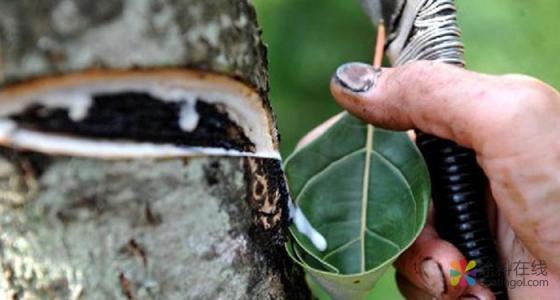 农村这种树长“剧毒”，见到都要避开，如今是难得的高级化工原料 中国涂料在线，coatingol.com