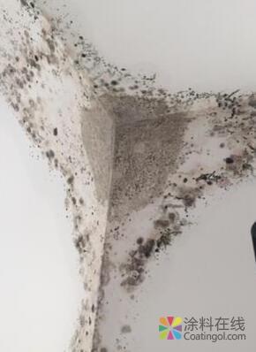 墙面涂料发霉太烦心？这些预防和处理方法能帮你 中国涂料在线，coatingol.com