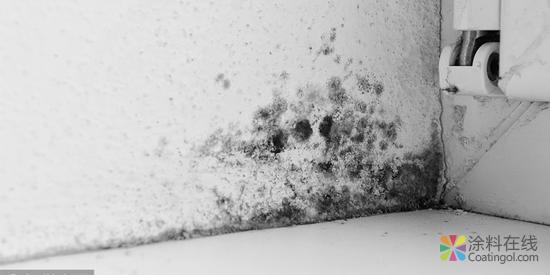 墙面涂料发霉太烦心？这些预防和处理方法能帮你 中国涂料在线，coatingol.com