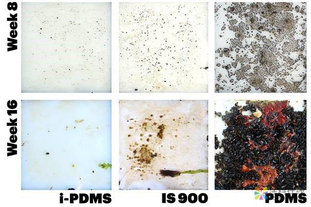 关于哈佛大学防污涂料技术创新的一场赌局 中国涂料在线，coatingol.com