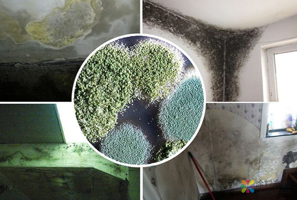 新品亮相 天诗蓝盾杀菌剂重磅上市 中国涂料在线，coatingol.com