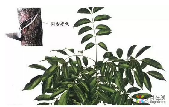 从大漆、桐油到 油漆、水性漆，家具涂料都经历了这些！ 中国涂料在线，coatingol.com