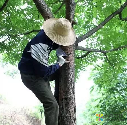 从大漆、桐油到 油漆、水性漆，家具涂料都经历了这些！ 中国涂料在线，coatingol.com