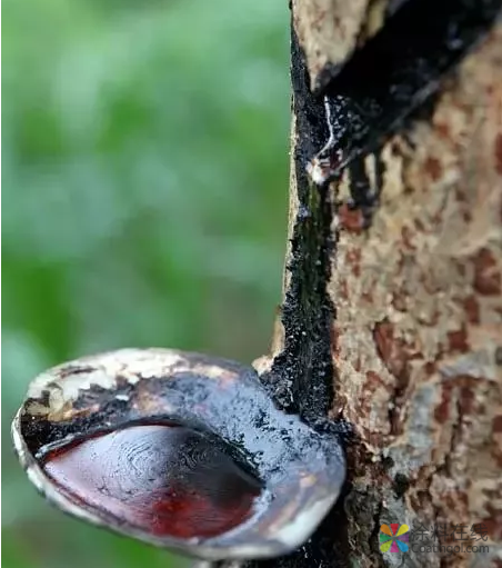 从大漆、桐油到 油漆、水性漆，家具涂料都经历了这些！ 中国涂料在线，coatingol.com