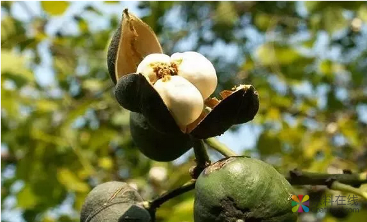 从大漆、桐油到 油漆、水性漆，家具涂料都经历了这些！ 中国涂料在线，coatingol.com