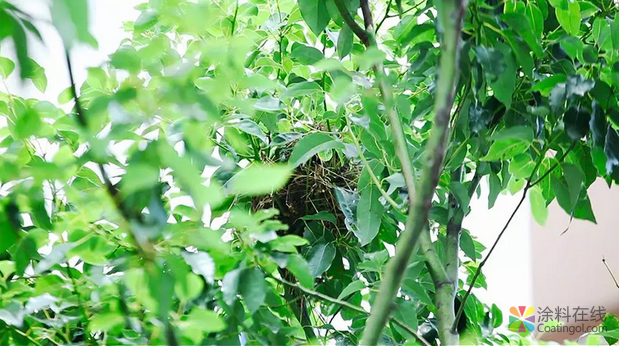 image.png 三棵树文化故事丨厂房里面惊现“鸟巢” 中国涂料在线,coatingol.com