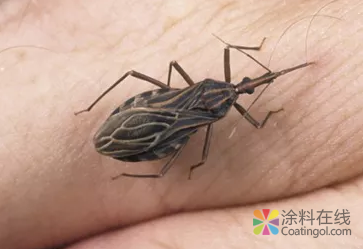 世界首创，驱蚊虫乳胶漆 中国涂料在线，coatingol.com