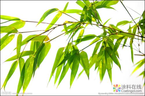 竹叶提取物及对钢在三氯乙酸中的缓蚀性能 中国涂料在线，coatingol.com