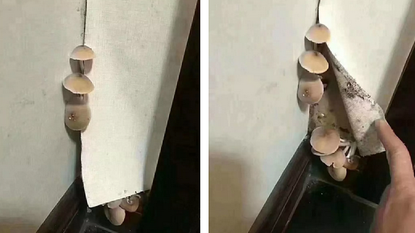 贴墙纸VS刷漆，哪个做墙面装饰更好？ 涂料在线，coatingol.com