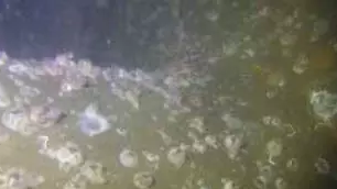 同样航行于污染海域，为什么有的船可以出“淤泥”而不染？ 涂料在线,coatingol.com