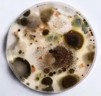 粉末涂料抗菌剂应用与防霉性能案例分享 涂料在线,coatingol.com