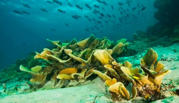 海洋生物防污作用机制及海洋防污涂料的应用研究 中网信息