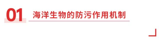 海洋生物防污作用机制及海洋防污涂料的应用研究 中网信息