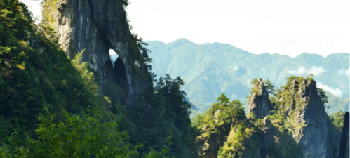 守护珍稀物种崖柏 三棵树助力保护生物多样性 涂料在线,coatingol.com